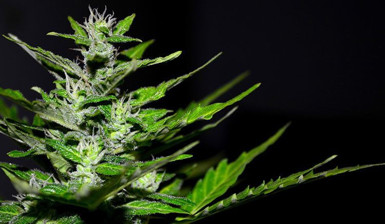 Cannabis legale