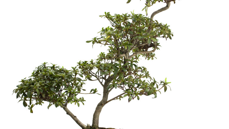 Bonsai online