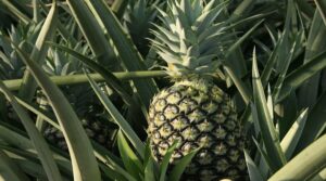 Ananas: origini, calorie e valori nutrizionali