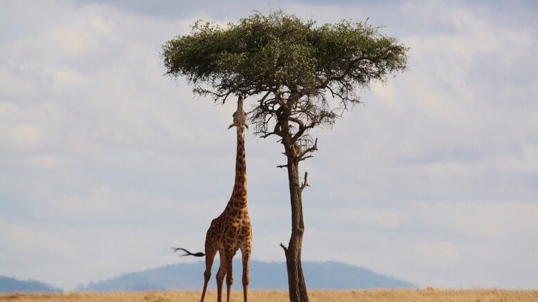 viaggio alla scoperta dell'africa