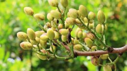 pistacchi