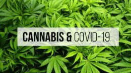 marijuana-covid