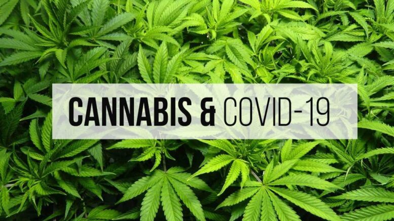 marijuana-covid